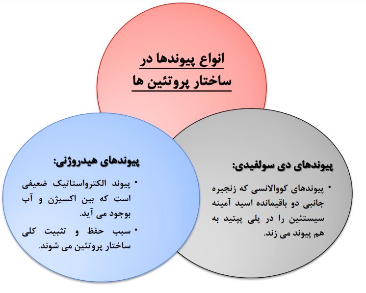 دانلود کامل ترین فایل بیوشیمی علوم ورزشی تخصصی pdf