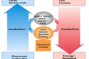 دانلود فایل بیوشیمی متابولیسم تخصصی و عالی pdf