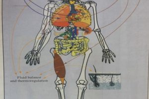 دانلود پاورپوینت فیزیولوژی ورزشی تخصصی و کمیاب ppt