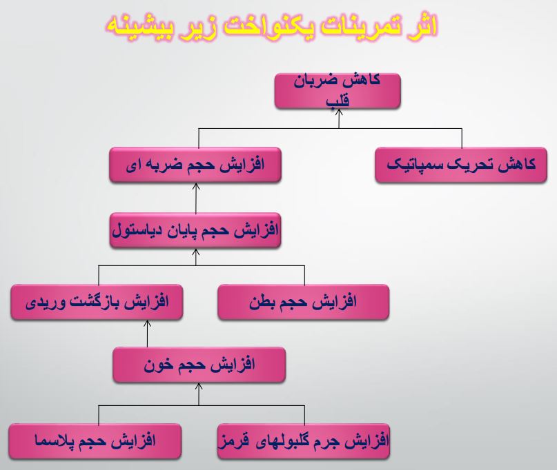 دانلود پی دی اف فیزیولوژی ورزشی (عضله) کمیاب و تخصصی