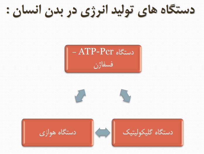 دانلود فایل فیزیولوژی ورزشی مربیگری تخصصی pdf